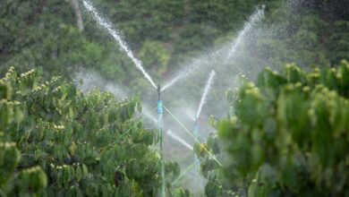 Fonte da imagem: Freeapik.com Premium.