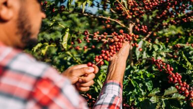 Fonte da imagem: Freeapik.com Premium.